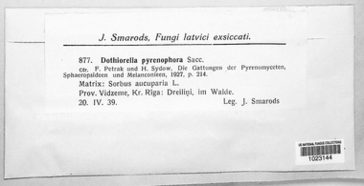 Diplodia pyrenophora image